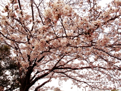sakura 