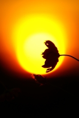 夕焼けコスモス