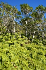 手つかずの自然