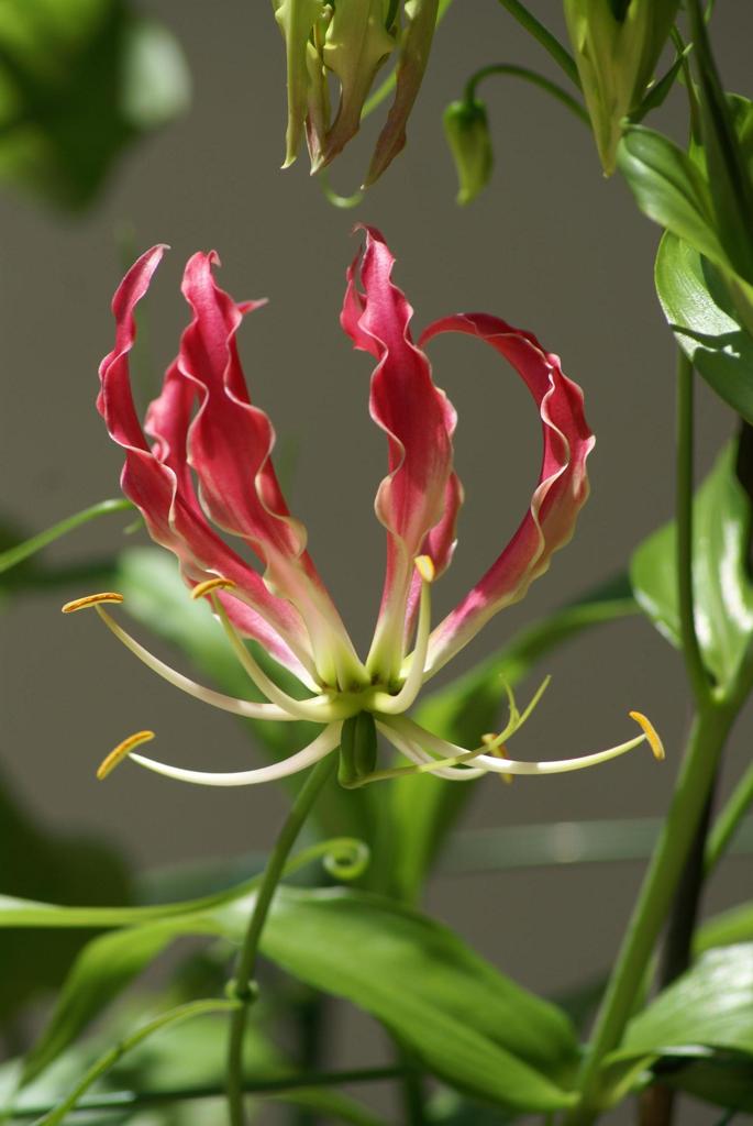 Flammable Flower