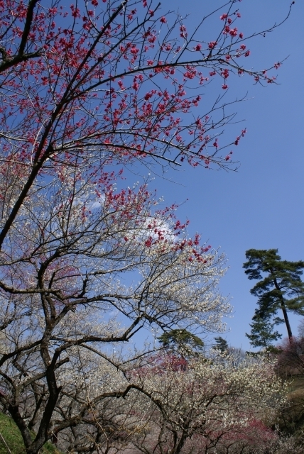 梅林を歩く