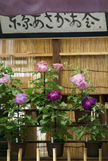 夏の朝2010
