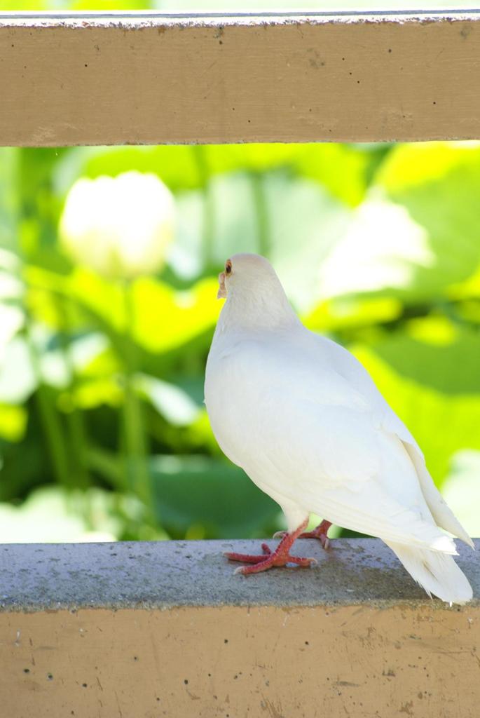 平安なひととき