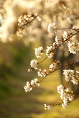 たそがれ桜