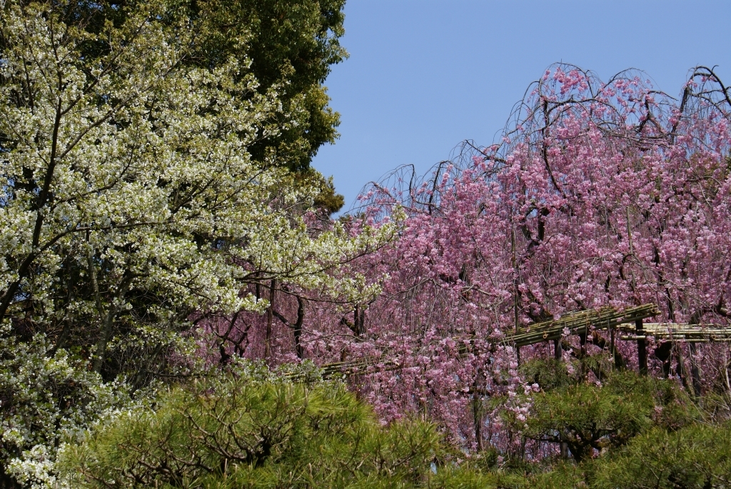 桜ノ協奏