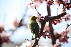 春の記憶