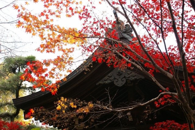 本土