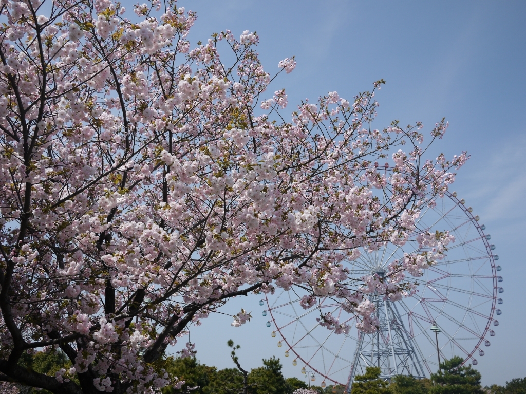 里桜