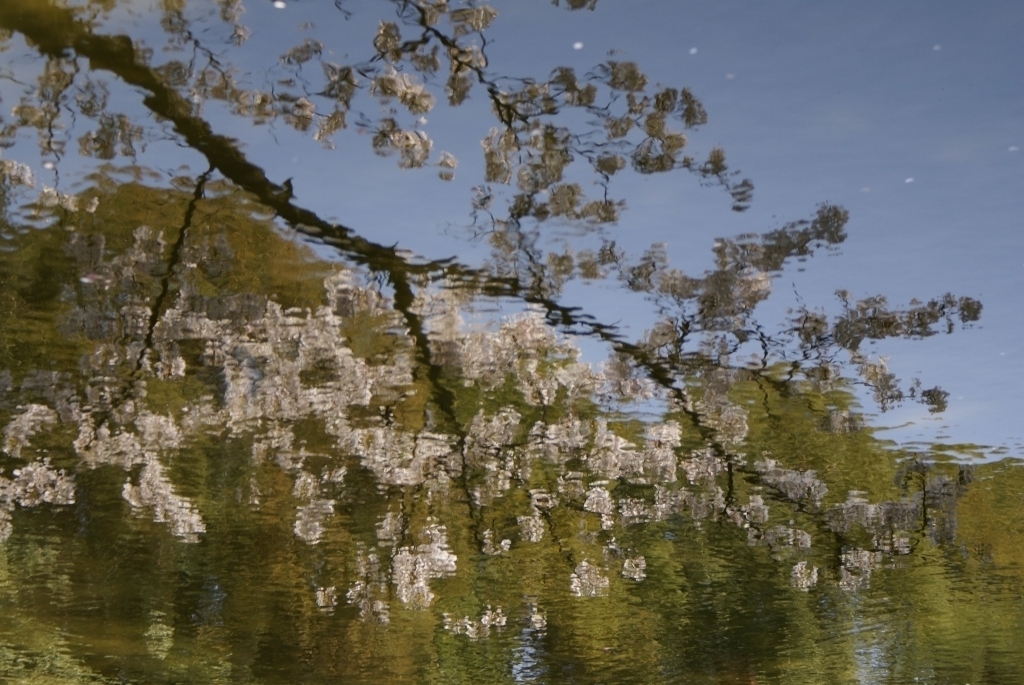 ゆらめき桜