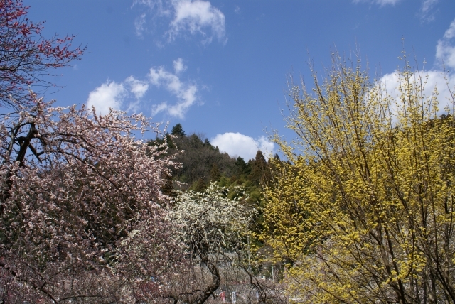 シンメトリー