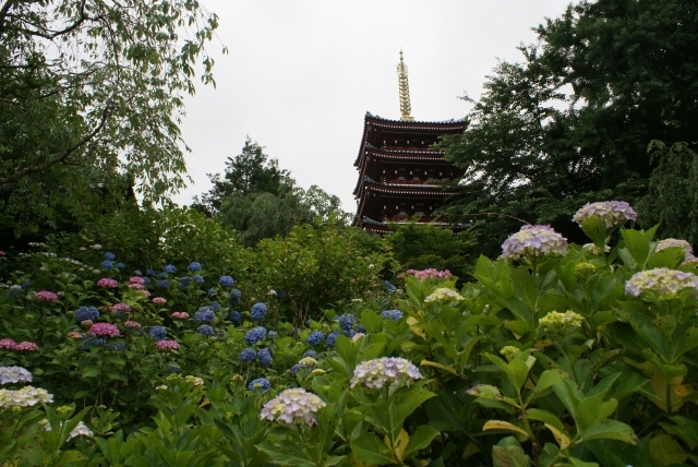本土の庭