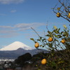 NIPPON