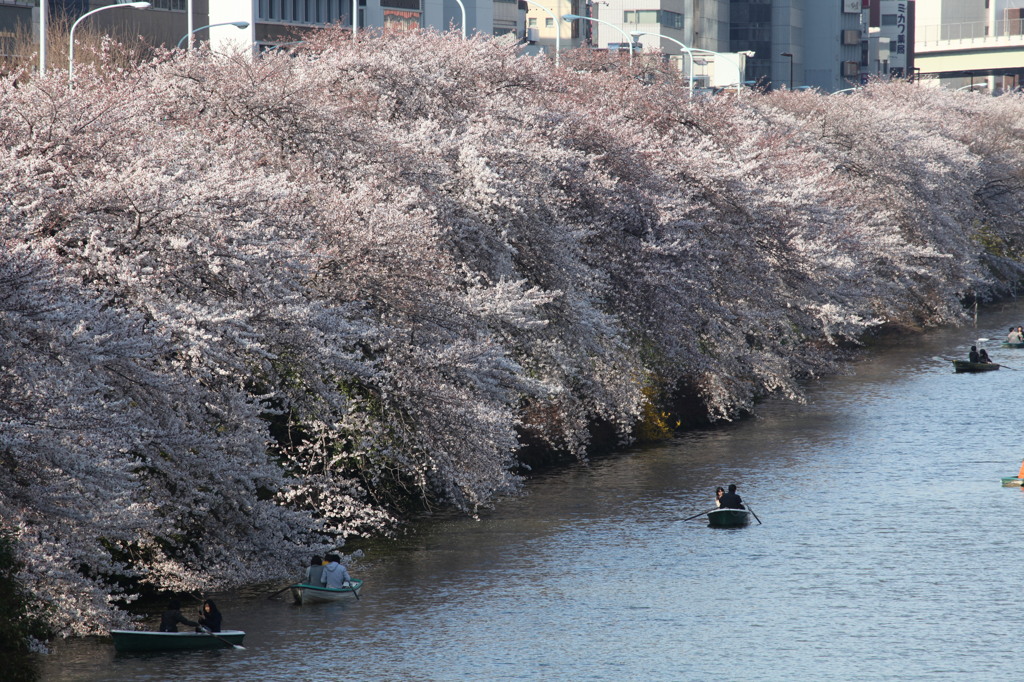 舟桜