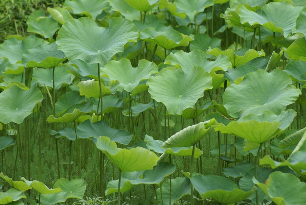 緑爽