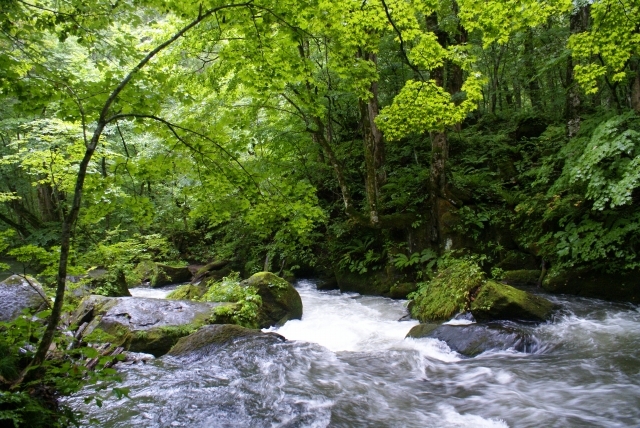 奥入瀬・緑の季節