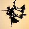 silhouette