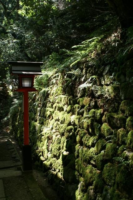 奥のコケ道