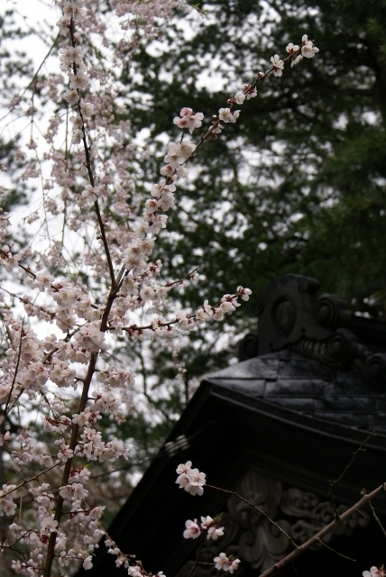 角館の春