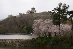 扇の勾配と桜