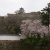 扇の勾配と桜