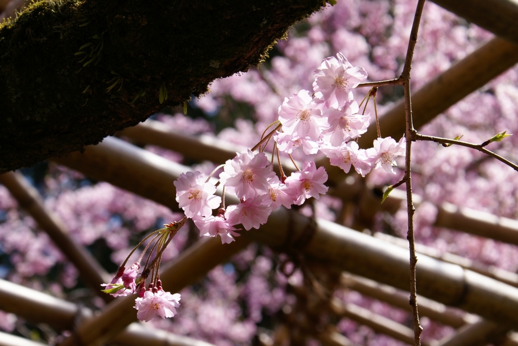 桃色の華