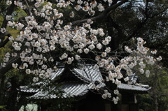 漆桜