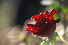 光の中の赤薔薇