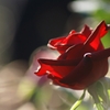 光の中の赤薔薇