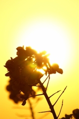 夕焼け菜の花
