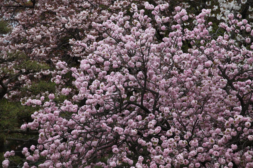 鞠桜