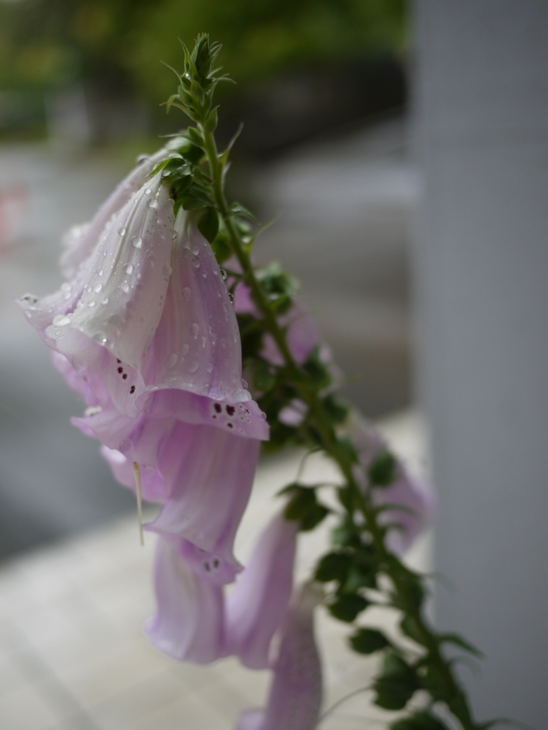 雨あがり