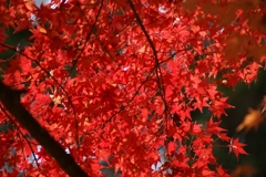 紅さす