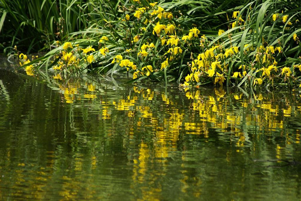 Yellow Wave