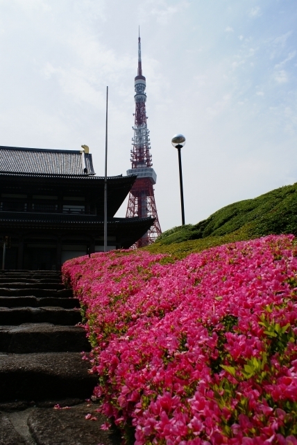 芝に春来る