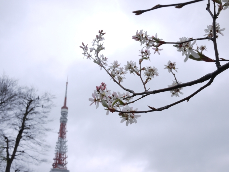TOKYO四手桜