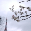 TOKYO四手桜