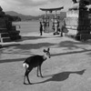 一人旅