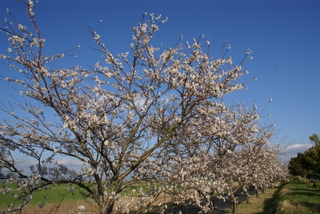 佐賀の桜道