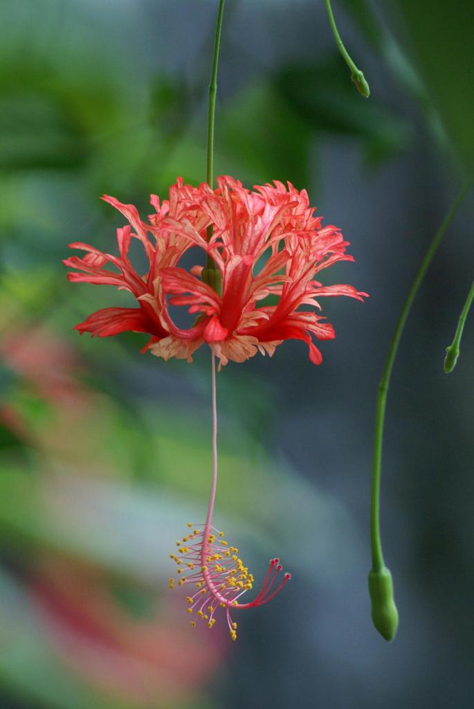 ハイカラ花笠