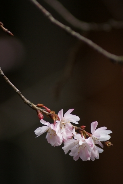 桜の平野