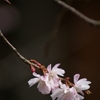 桜の平野