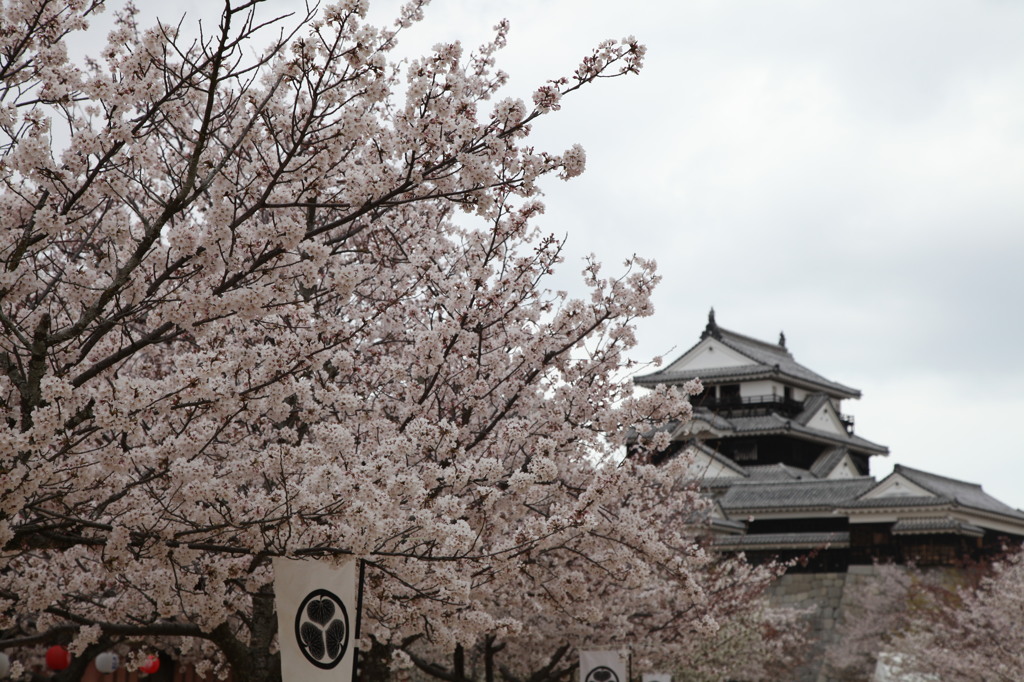 坂桜