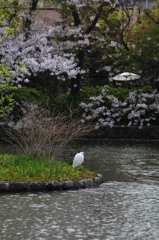鷺桜
