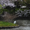 鷺桜