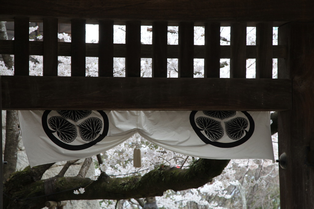 松桜