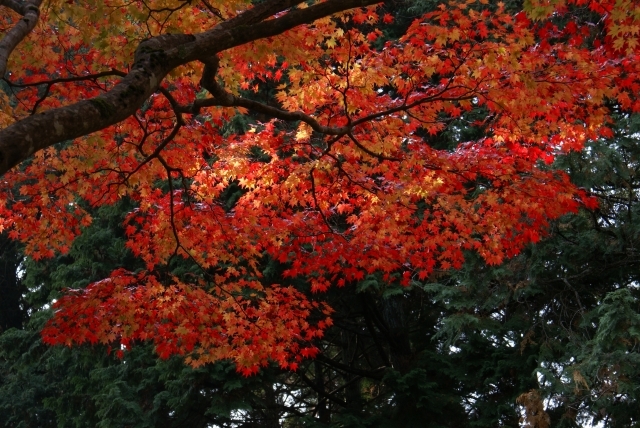 燃ゆる葉