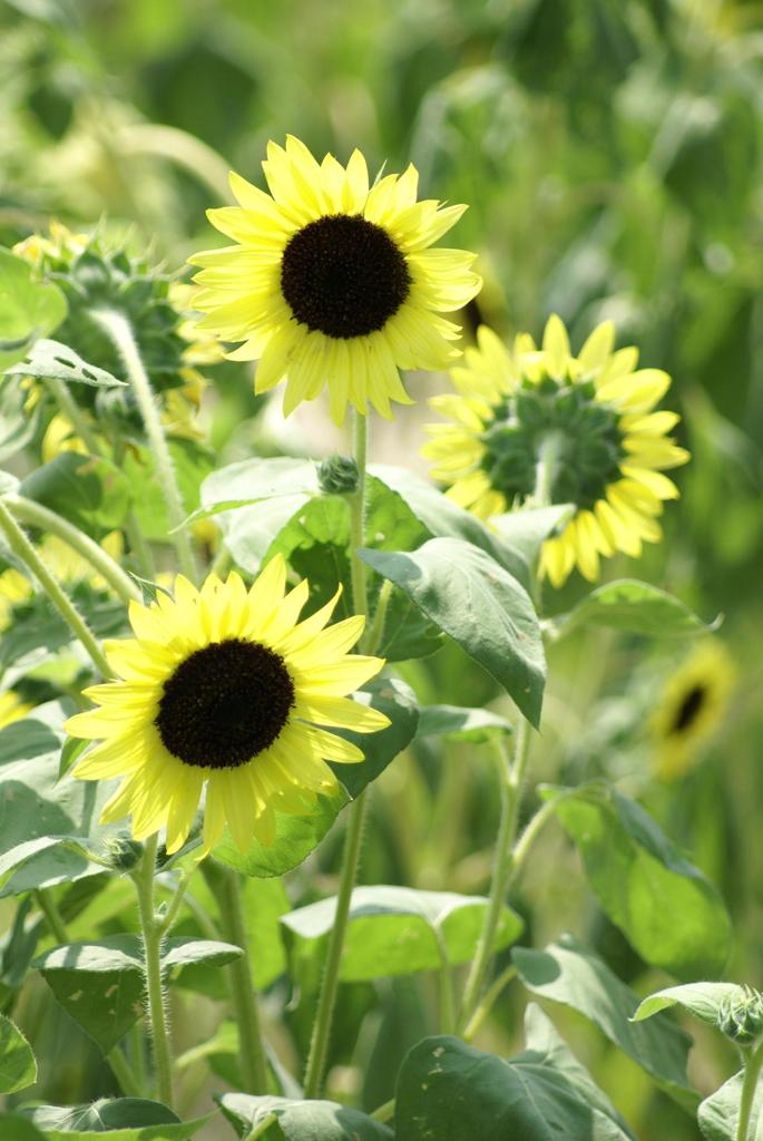 LEMONADE YELLOW