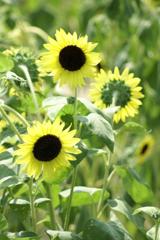 LEMONADE YELLOW