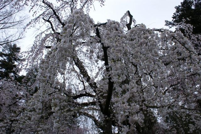 雪白桜