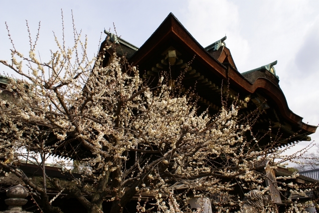 梅の北野